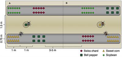 Plant Stimuli and Their Impact on Brown Marmorated Stink Bug Dispersal and Host Selection